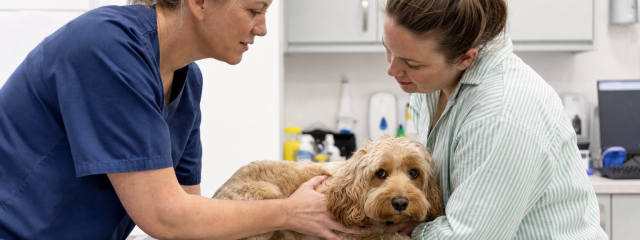 Common Pet Health Problems in Kent