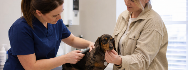 Why Microchipping Matters for Kent Pets