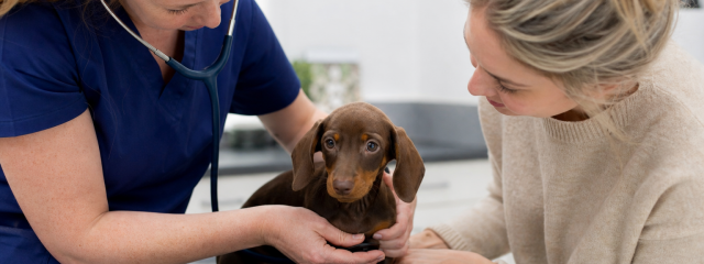 Puppy & Kitten Health Checks Explained