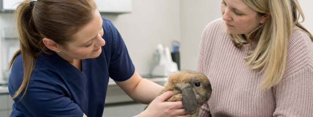 Rabbit Care Advice for Swale Owners