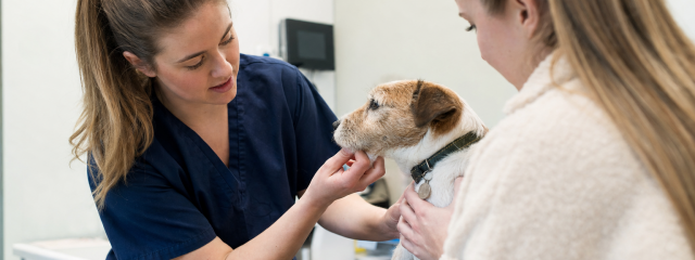 How Local Charities Help Animals in Kent