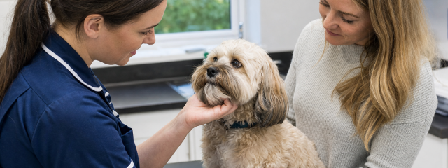Pet Travel Tips for Kent Pet Owners