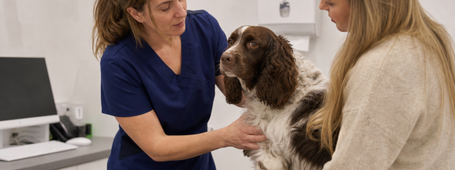 When Does Your Pet Need Surgery?