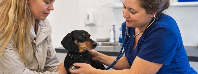 Seasonal Pet Health Risks in Kent