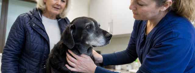 Senior Dog Care in Teynham