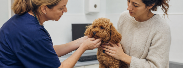 Vaccine Amnesty: Why Restarting Vaccinations Matters