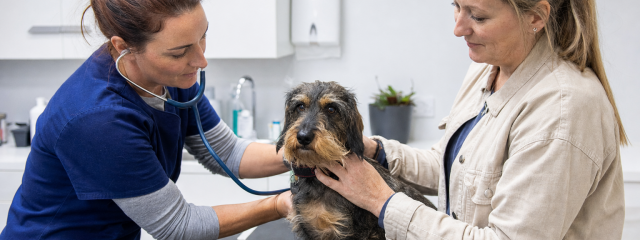How to Protect Your Dog from Ticks in Kent
