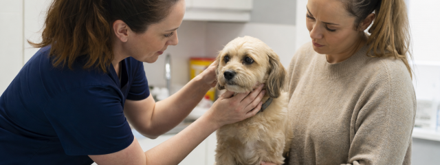 Exploring Current Vet Offers in Sittingbourne