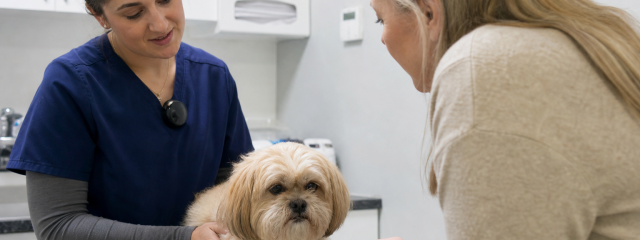How 0% Finance Can Help with Unexpected Vet Bills