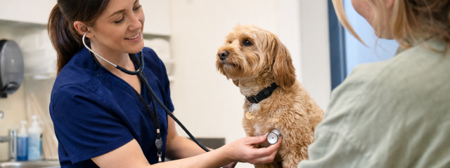 What Services Does Swaleside Veterinary Surgery Offer?