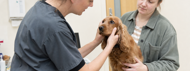 Emergency Vet Care in Swale: When Should You Act?