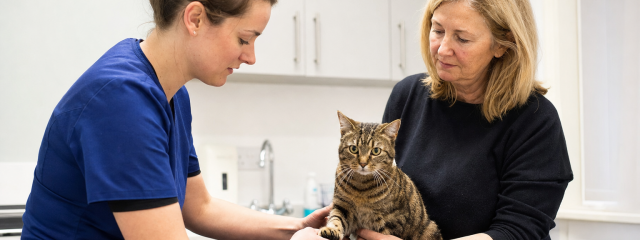 Cat VIP Plan Benefits for Kent Cat Owners
