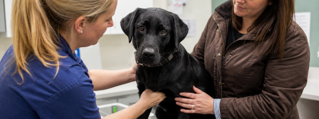 Pet Safety Tips for Rural Roads Around Teynham