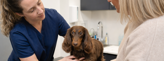 Best Dog Walking Spots in Teynham and Sittingbourne