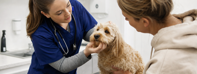 The Most Common Reasons Dogs Visit the Vet in Sittingbourne