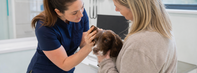 Dog VIP Plan Benefits for Teynham Owners