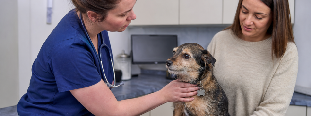 The Role of Preventative Care in Pet Longevity