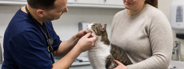 How Much Does a Vet Cost in Sittingbourne?
