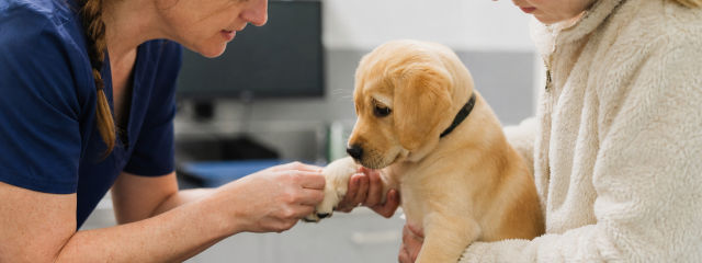 Ultimate Puppy Guide for Teynham Owners